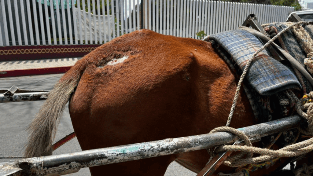 Caballo maltratado